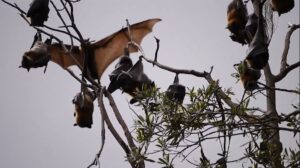 Secretaria de Salud alerta sobre murciélagos activos y posibles casos de rabia en el Valle.
