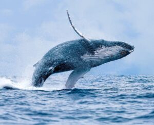 Buenaventura se prepara para recibir más de 290 mil turistas durante la temporada de avistamiento de ballenas