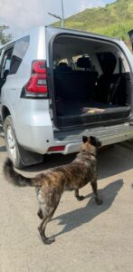 Con honores, la Policía Nacional despidió del servicio activo a Zuka, una heroína de cuatro patas.