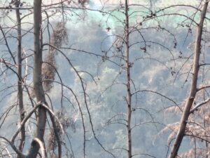 Bomberos de Santa Elena agradecen apoyo tras controlar incendio forestal