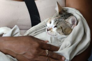 ¿SABRÍA CÓMO ACTUAR ANTE UNA EMERGENCIA CON SU MASCOTA? HABRÁ CAPACITACIÓN EN TULUÁ
